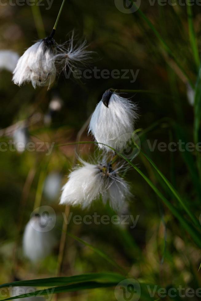 Labrador Tea on theGreen Background photo