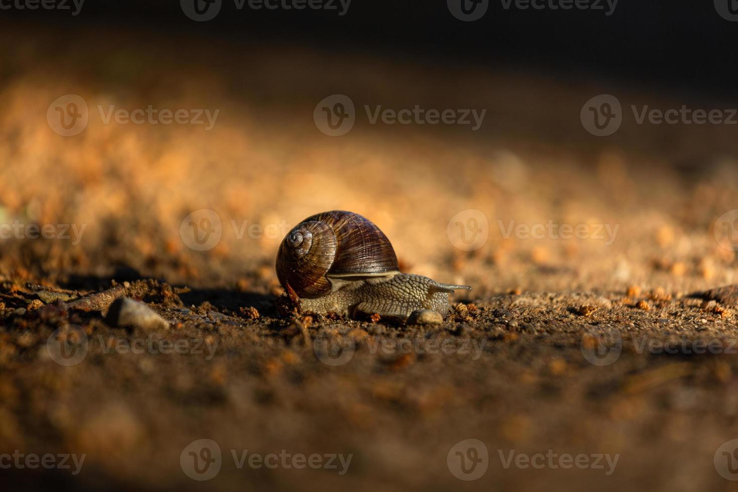 Helix Pomatia on the Ground photo