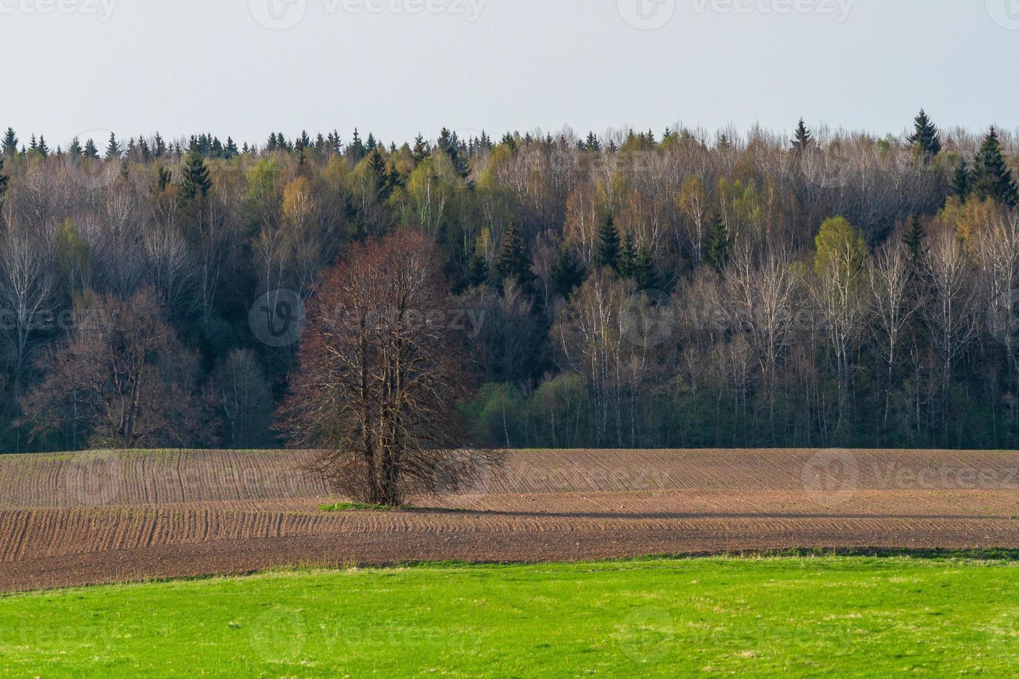 Latvian Springtime Landscapes photo