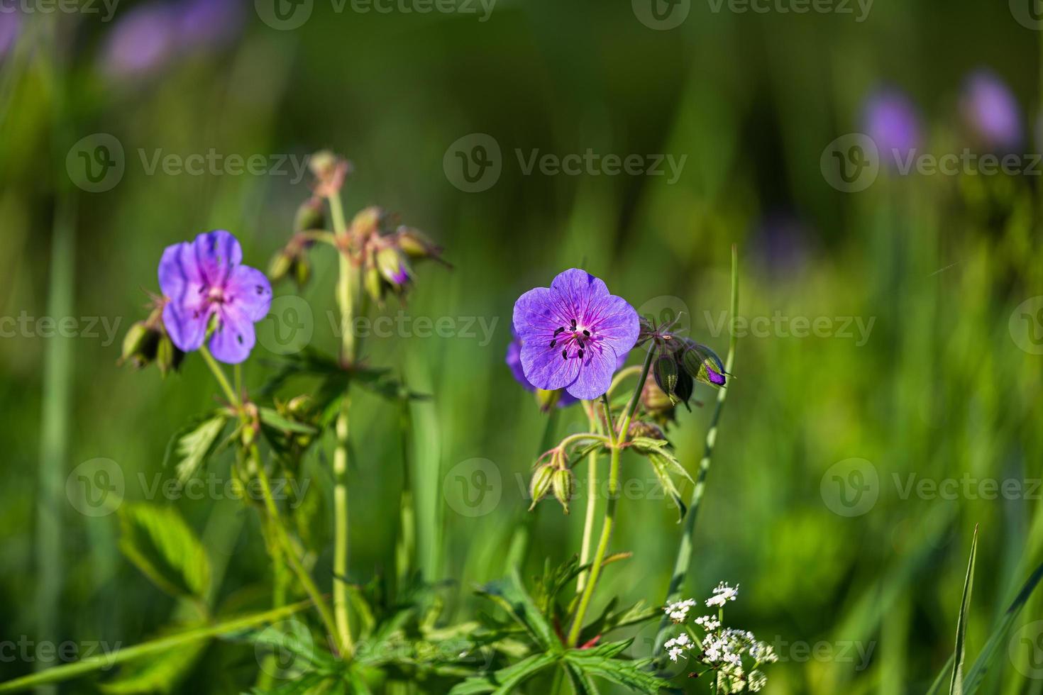 Meadow Cranesbill in the Forest photo