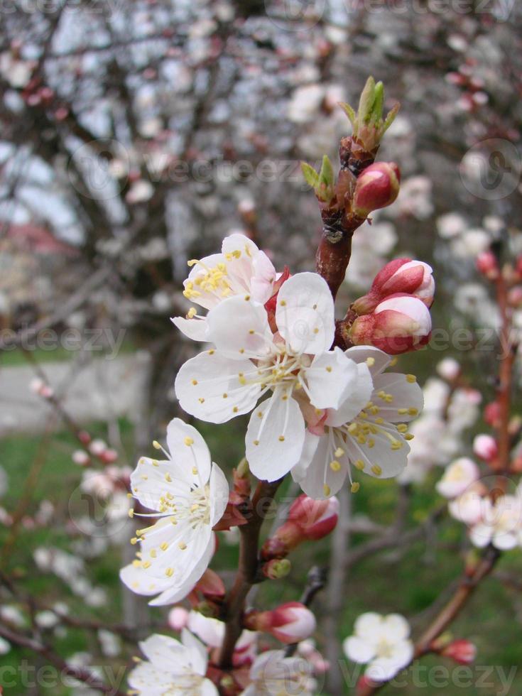 Spring blossom background with apricot. Beautiful nature scene with flowering tree and blue sky photo