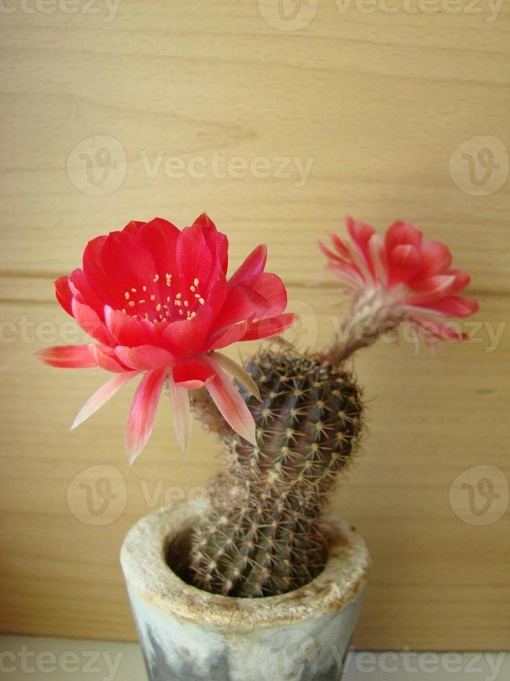 gran flor roja en cactus erizo en una olla en casa. dos flores al mismo tiempo, planta espinosa floreciente foto