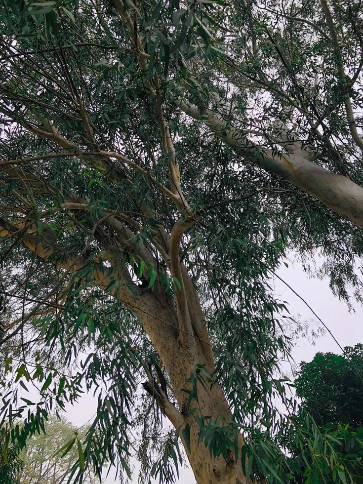 Green tree closeup shoot in the evening photo