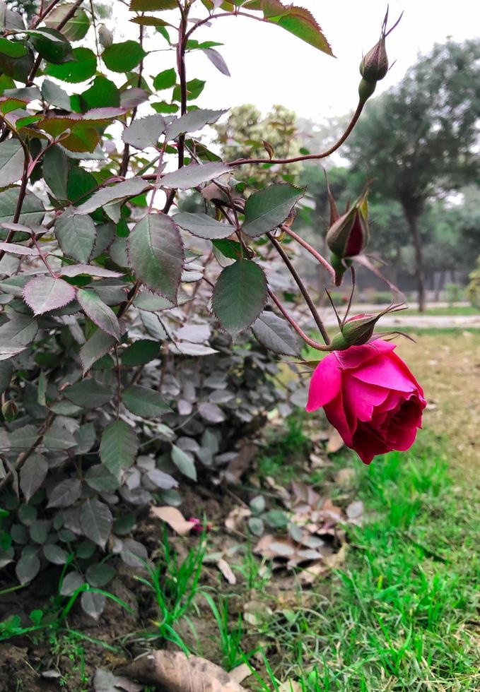 Blooming red flower with green leaves around photo