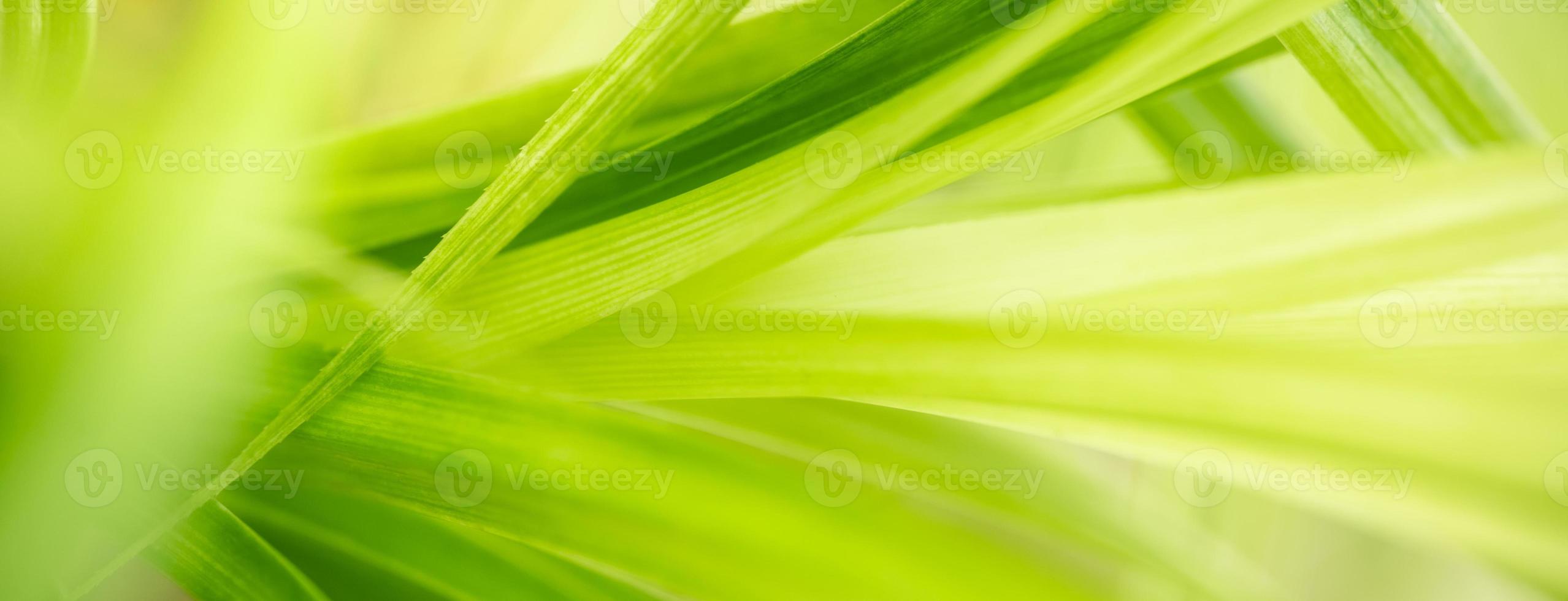 Abstract nature green blurred background nature leaf on greenery background in garden with copy space using as background wallpaper page concept. photo