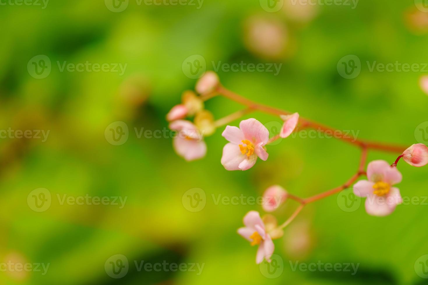 Closeup of mini pink flower under sunlight with green leaf nature background with copy space using as background natural plants landscape, ecology wallpaper cover page concept. photo