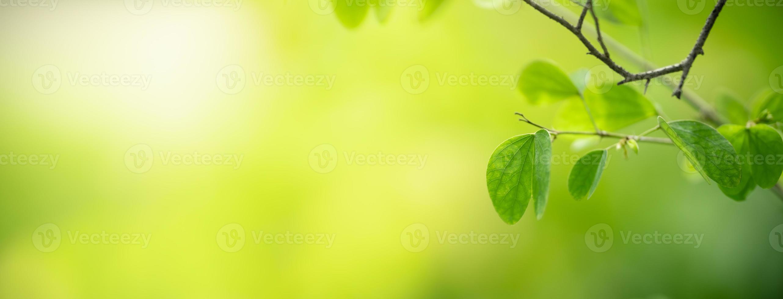 Closeup of beautiful nature view green leaf on blurred greenery background in garden with copy space using as background cover page concept. photo