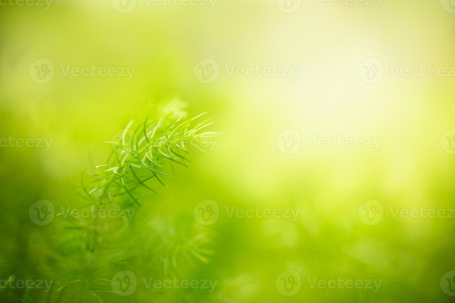 Closeup of beautiful nature view green leaf on blurred greenery background in garden with copy space using as background cover page concept. photo