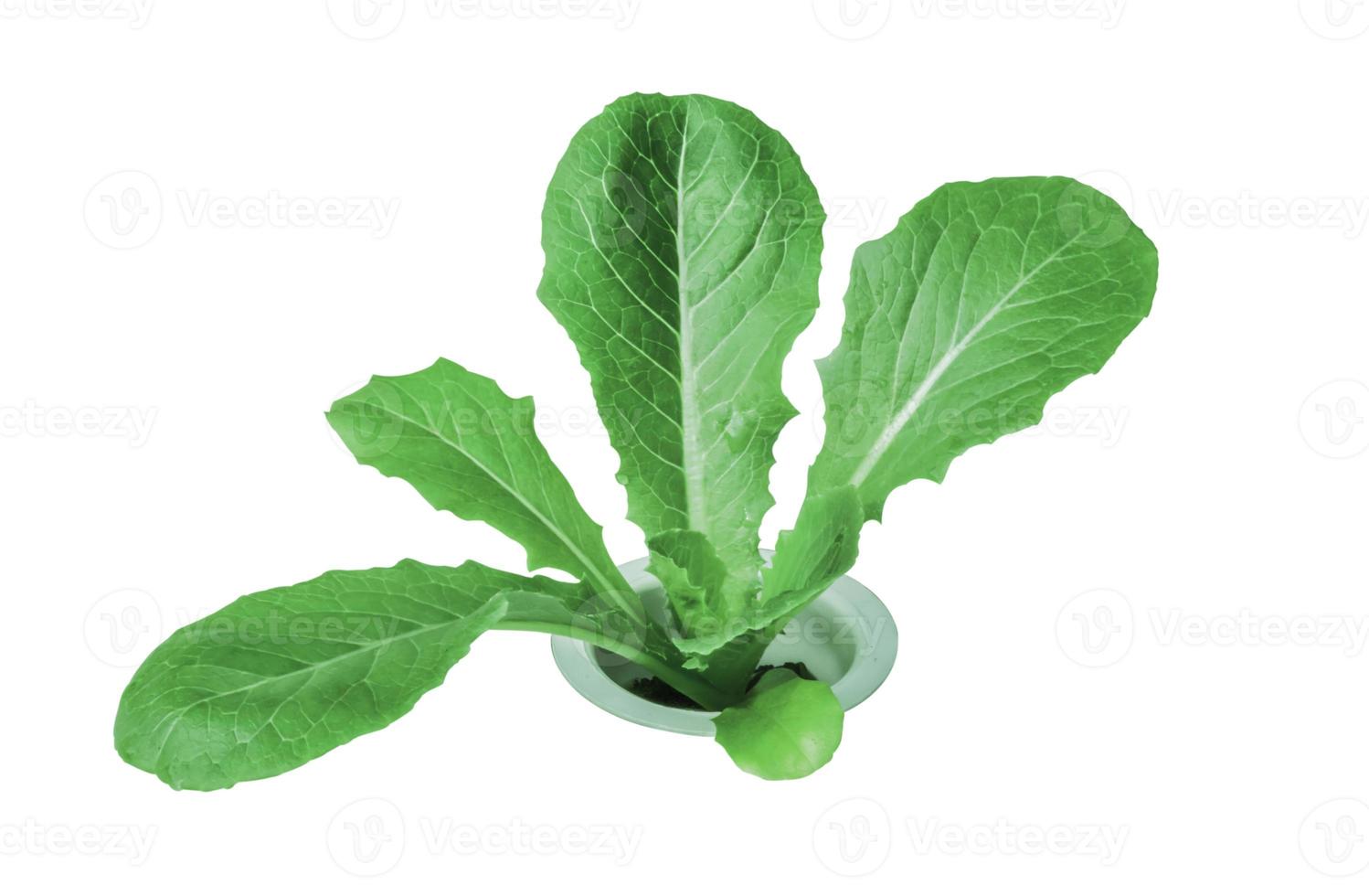 organic lettuce on white background photo