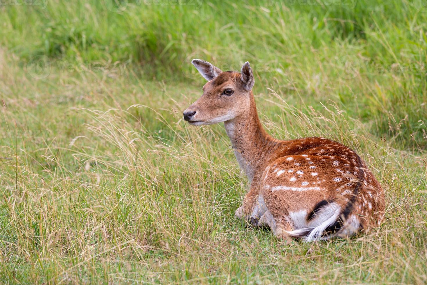 European Fallow Deer photo