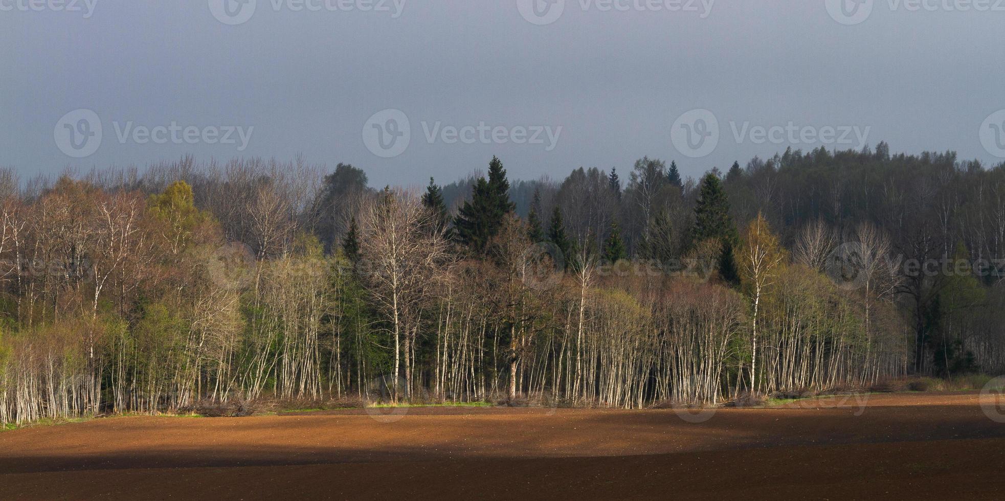 Latvian Springtime Landscapes photo