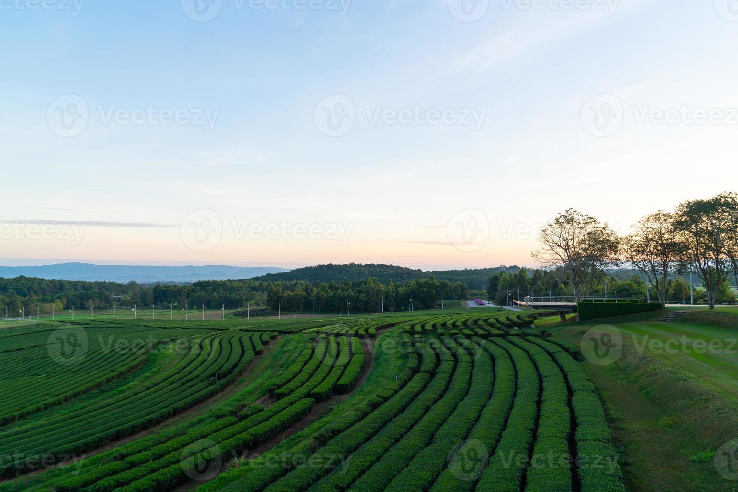 tea plantation on mountain in morning photo