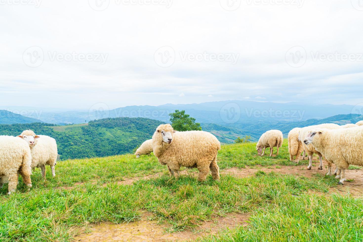 white sheep on mountain hill photo