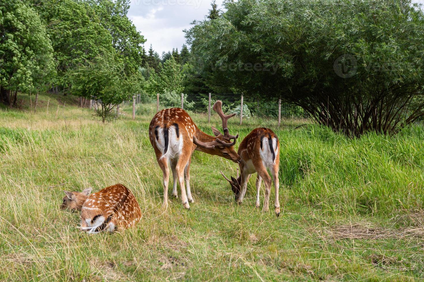 gamo europeo foto