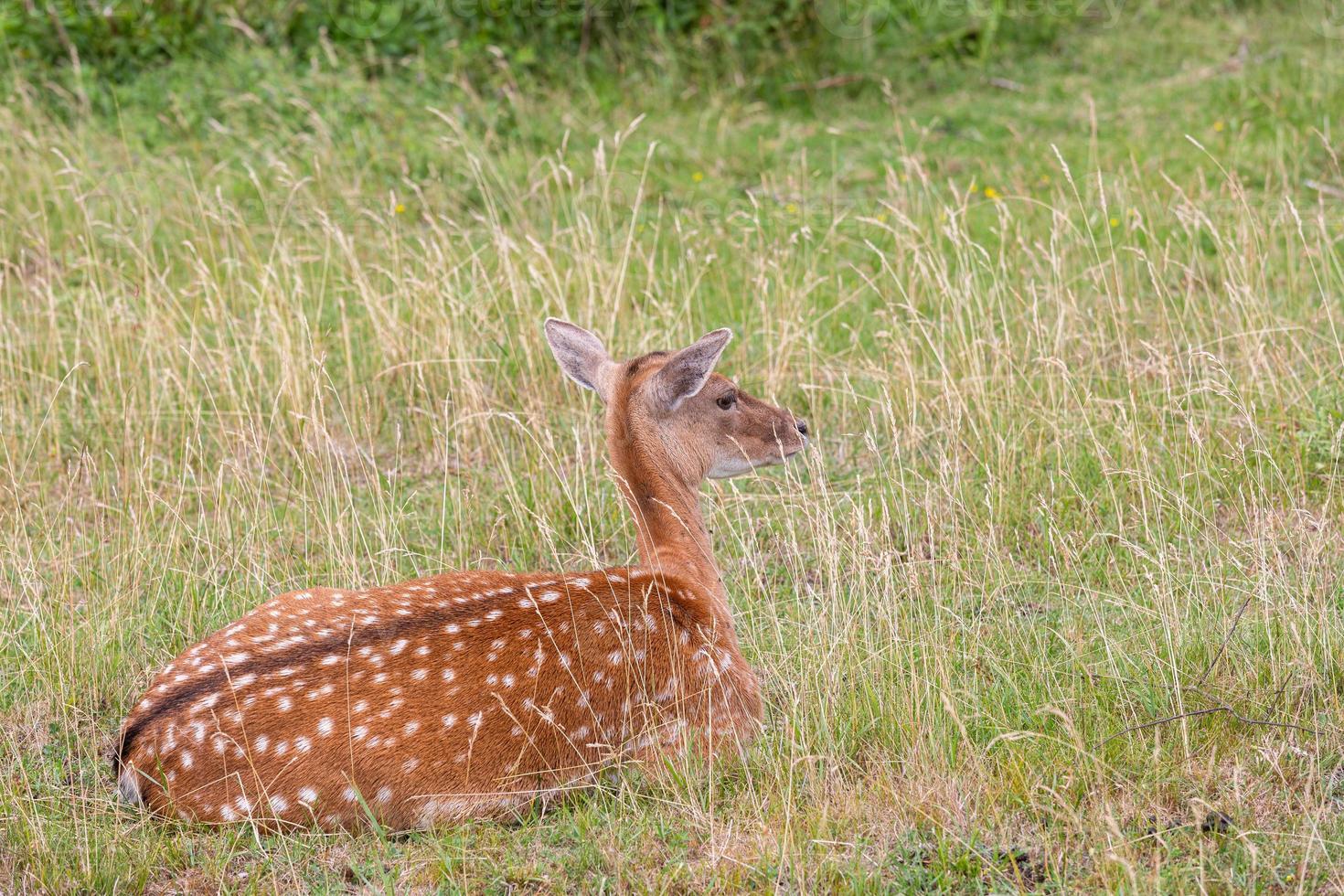 European Fallow Deer photo