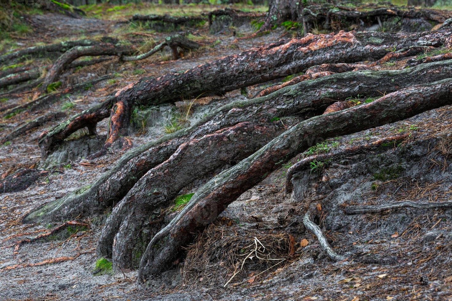 Green Coniferous  forests photo