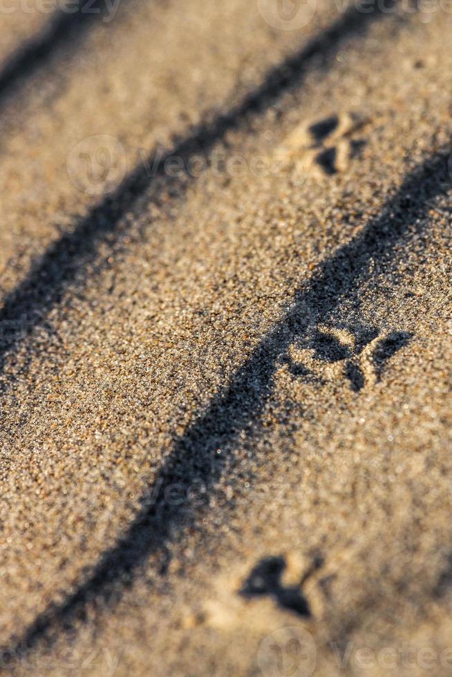 Patterns in the Sea Sand at Sunset photo