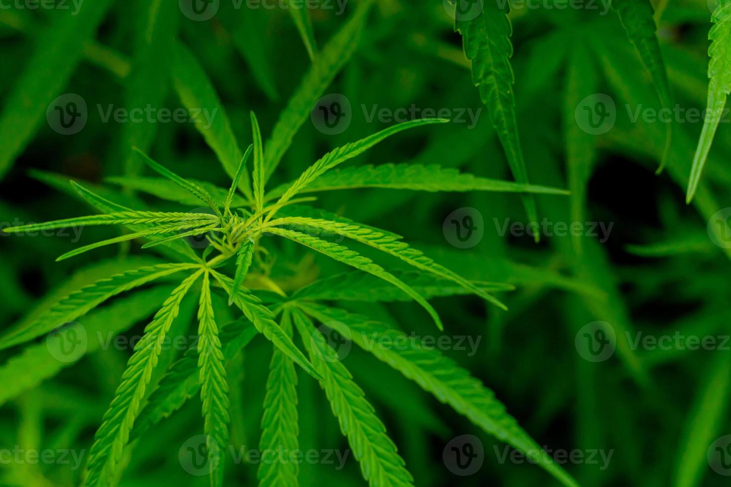 hojas de cannabis verde con fines medicinales o culinarios foto