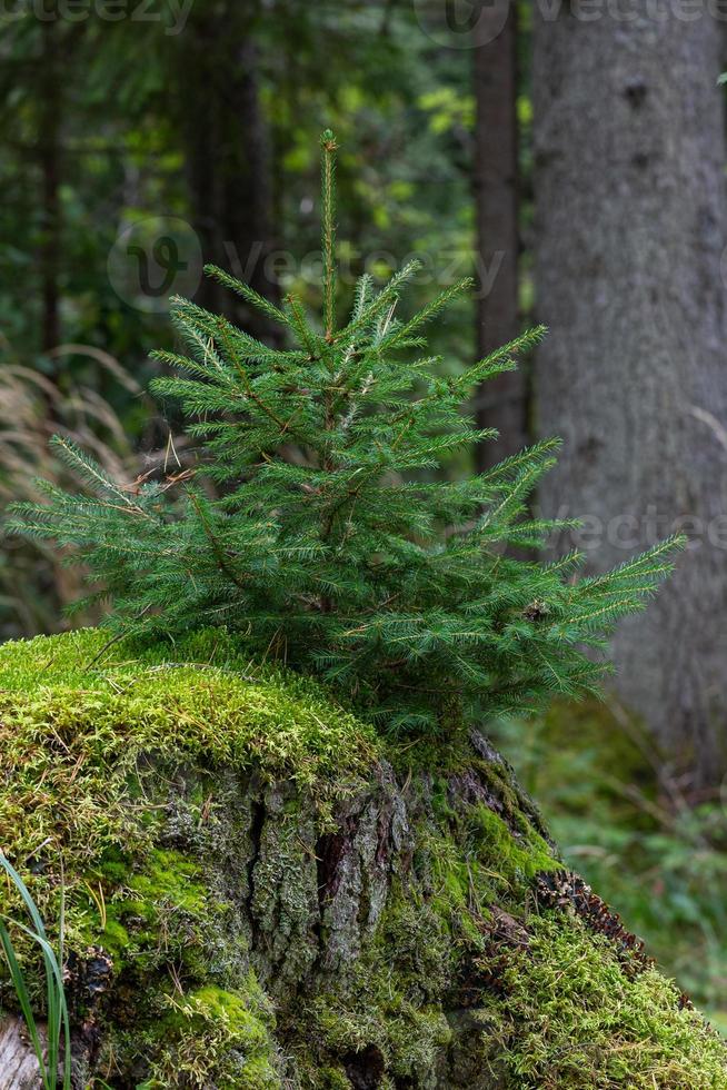 Green Coniferous  forests photo