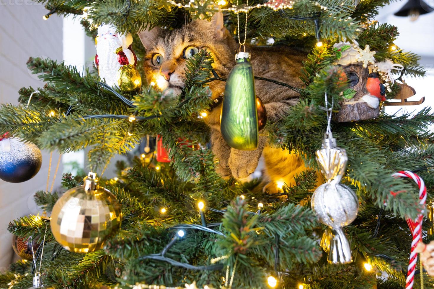 Funny cat is sitting on the Christmas tree. Hooliganism of a pet, sabotage, damage to the decor. Christmas, New Year. photo
