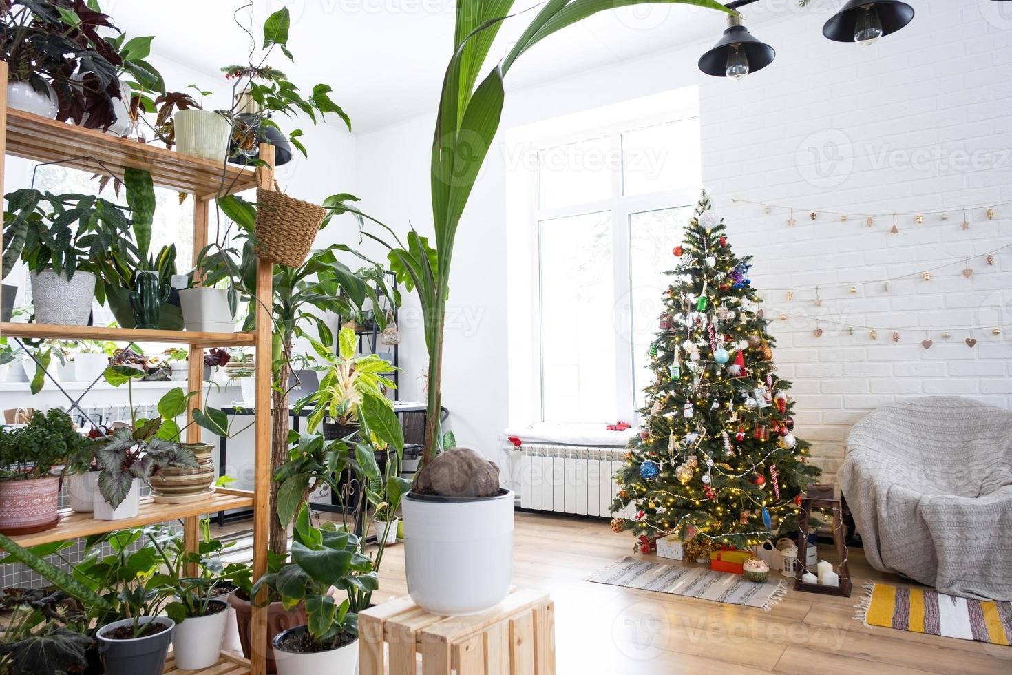 Coconut palm in a pot at home as a gift for Christmas and New Year. Green house, care and cultivation of tropical plants photo