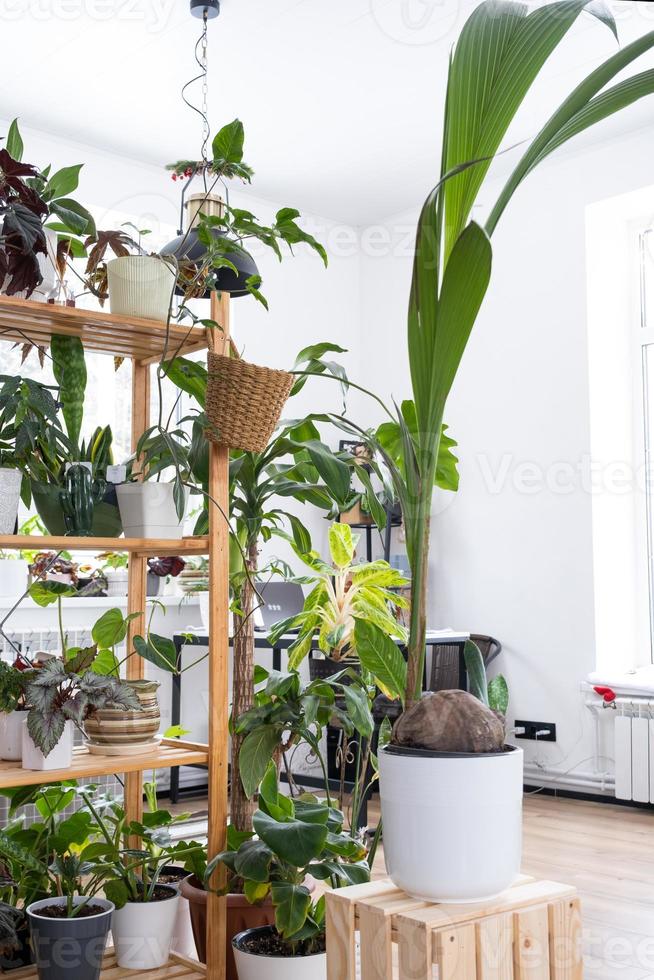 Coconut palm in a pot at home in interior. Green house, care and cultivation of tropical plants photo