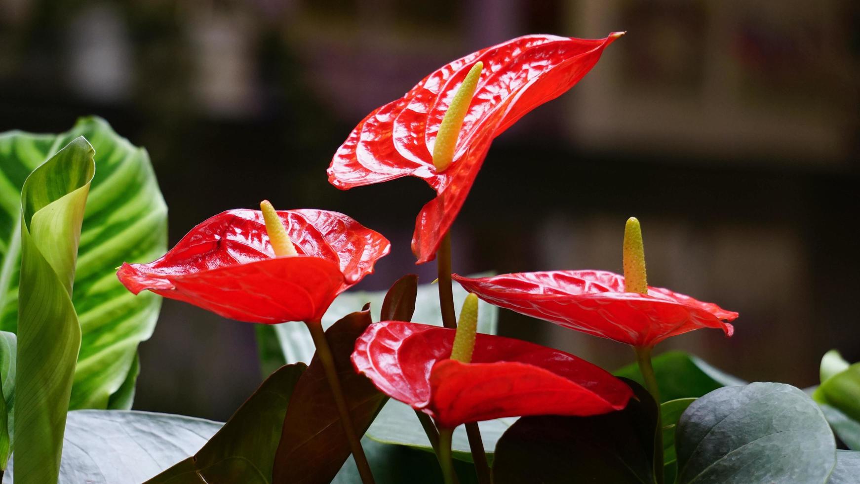 gardening photo gardening indoor outdoor photo