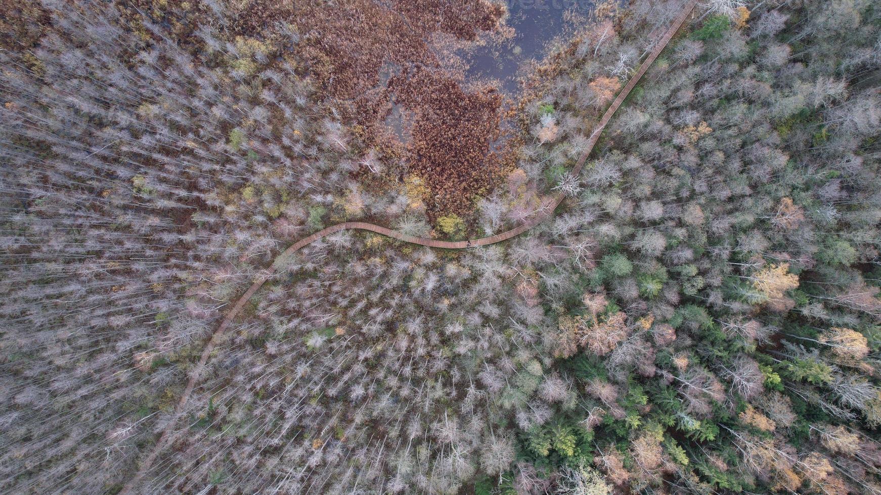 Autumn Forest Photo, Swamp Trail Nature, Drone Photo, Fall Landscape From Up, Green Trees, Beautiful View photo