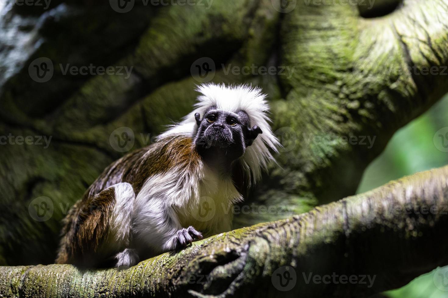 Marmoset on the natural background photo