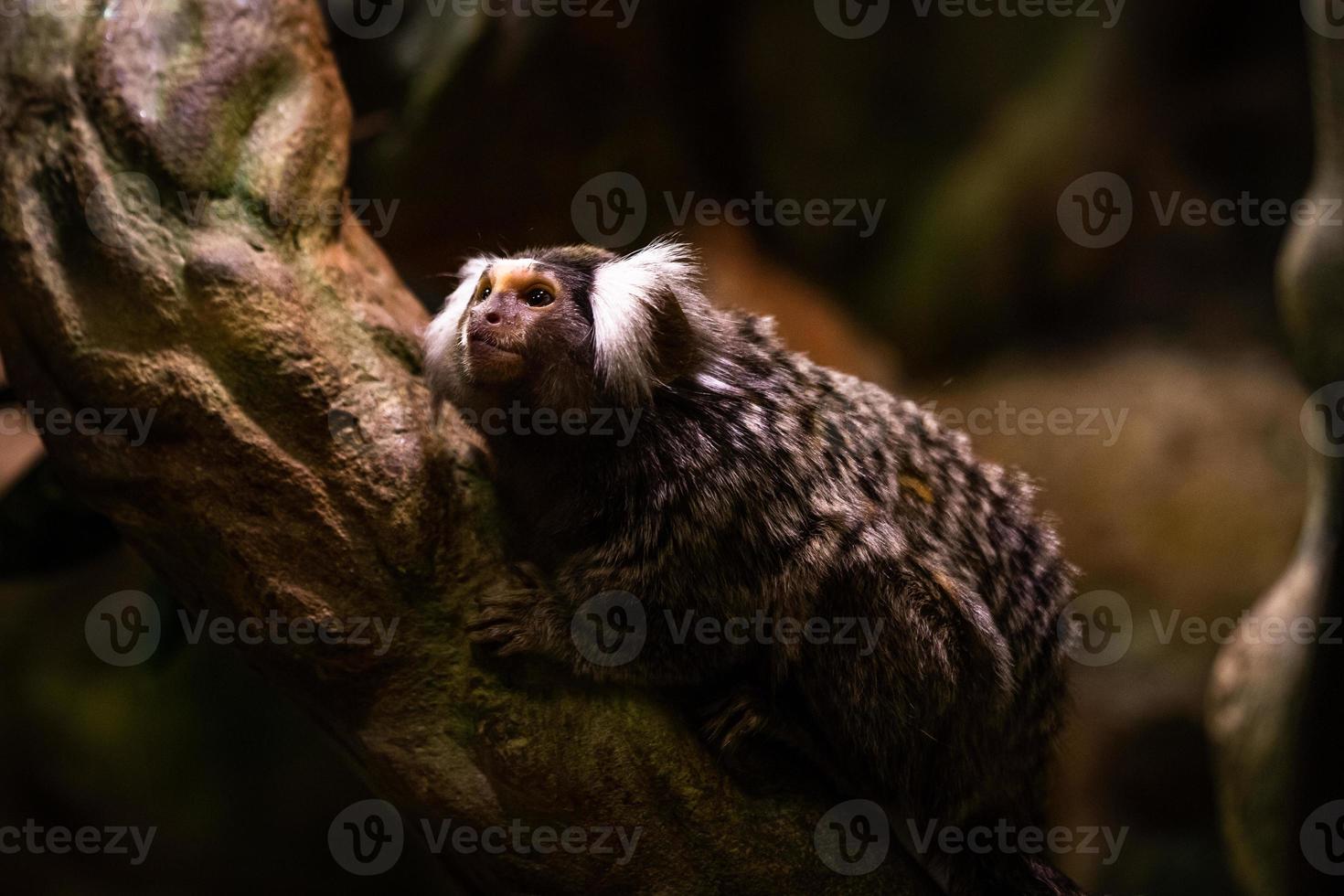 Marmosets on the natural background photo