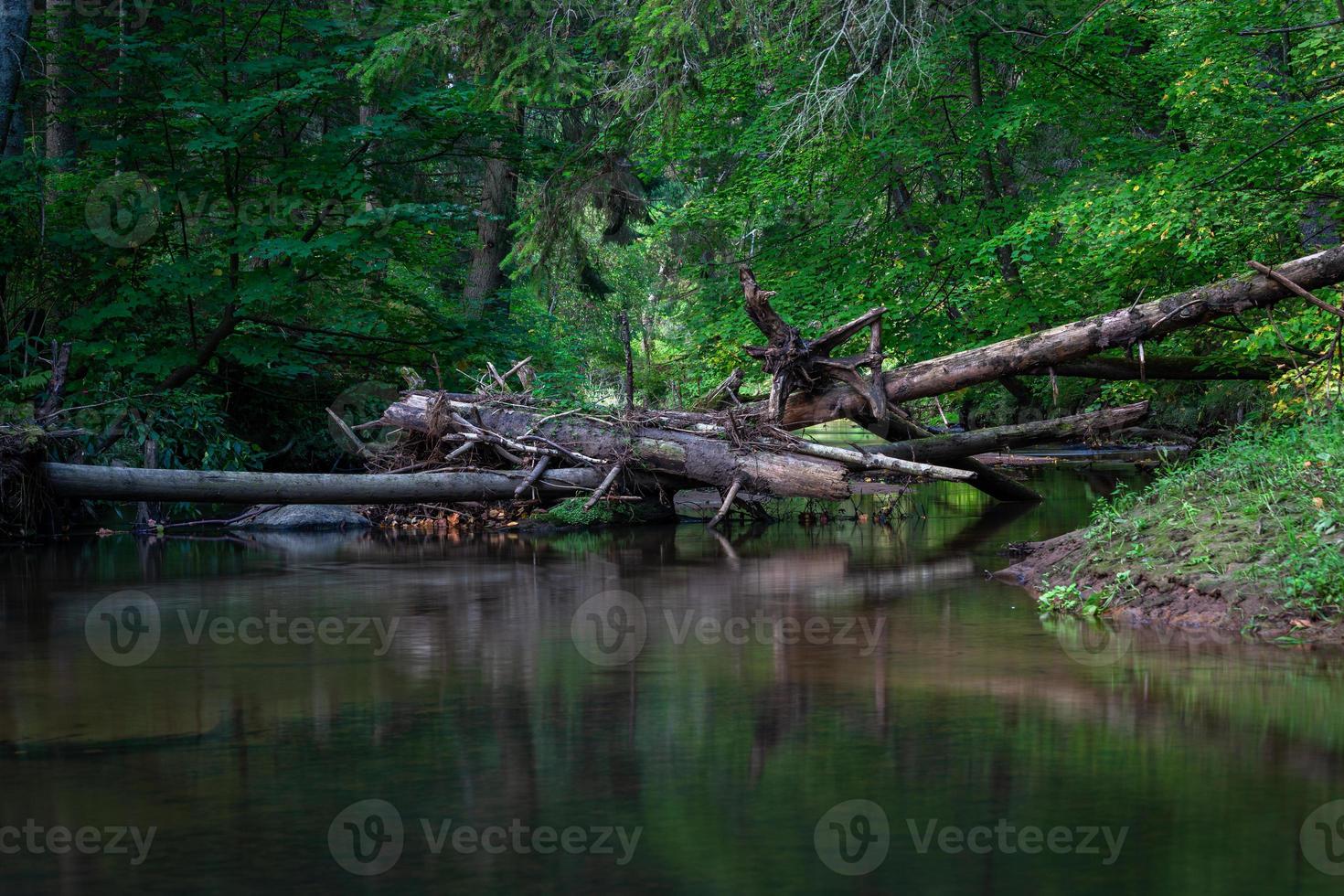 pequeño río forestal en verano con fondo verde foto