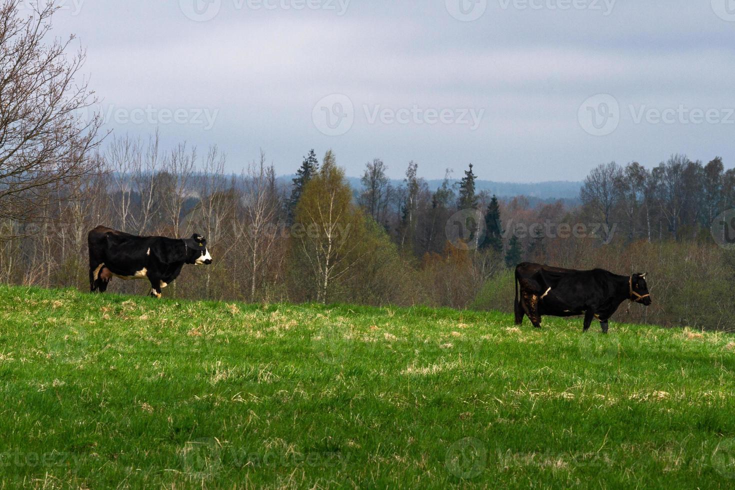 Latvian Springtime Landscapes photo