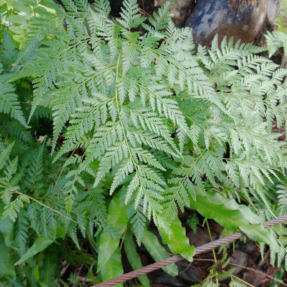 hojas que se asemejan a un helecho arborescente foto