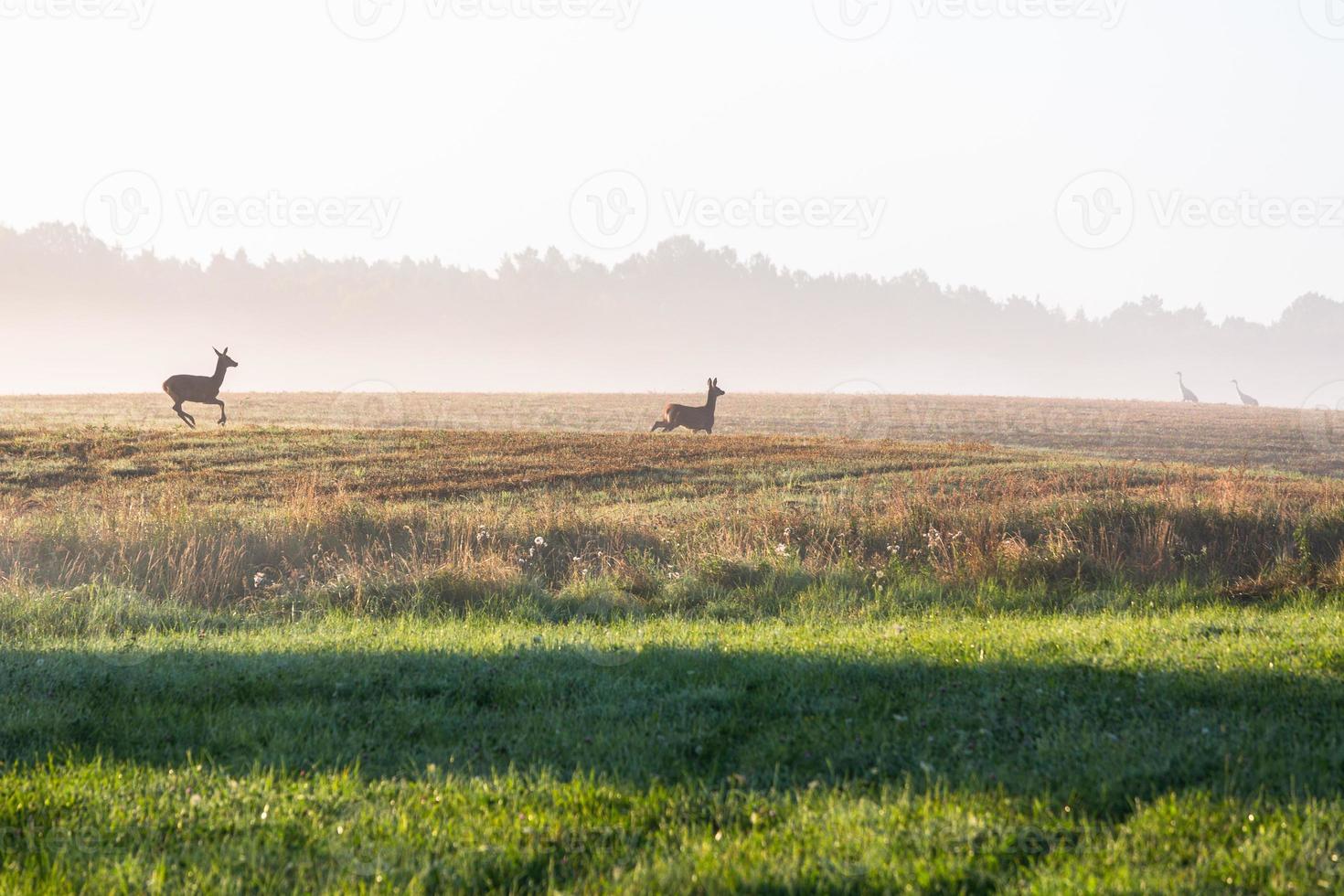 Latvian summer landscapes photo