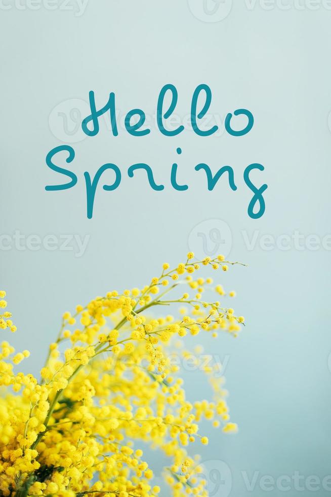 Hello Spring card. Greeting spring season card. Branches of mimosa. Copy space photo