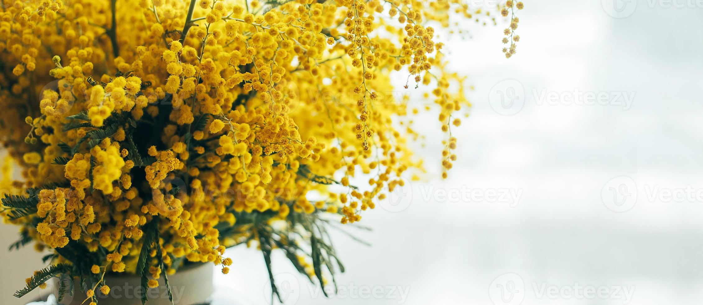 Bouquet of yellow mimosa flowers. 8 March, women's day concept. Copy space photo
