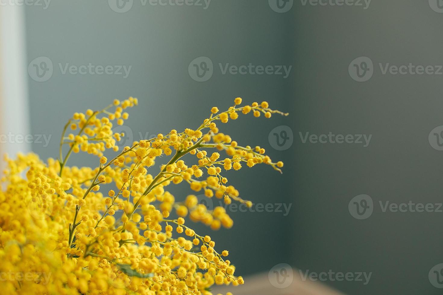 Yellow Mimosa flowers on grey wall background. Spring season concept. Selective focus. Copy space photo