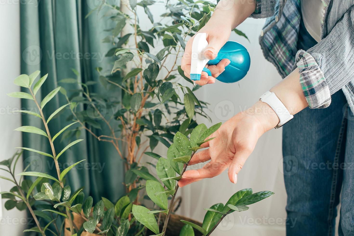 mujer limpiando hojas de plantas en maceta en casa. cuidado de plantas de interior, concepto de limpieza de primavera. foto