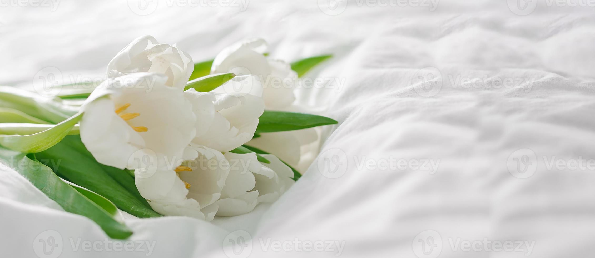 White tulips flowers on the white background. Copy space. Long panoramic banner for design. photo