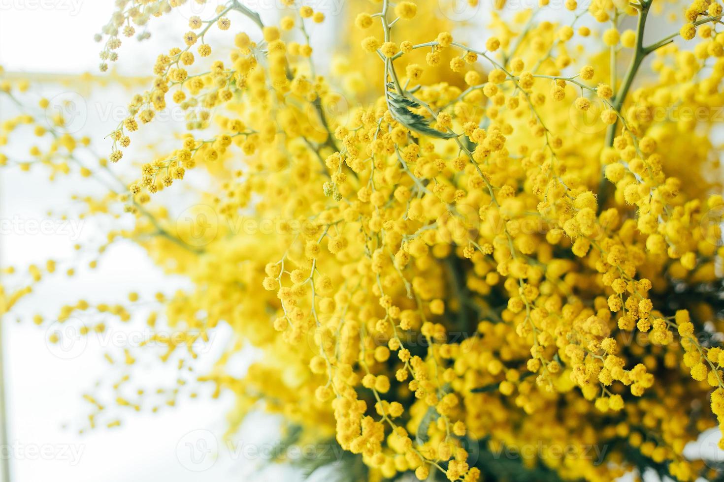 Yellow Mimosa flowers. Spring season concept. photo