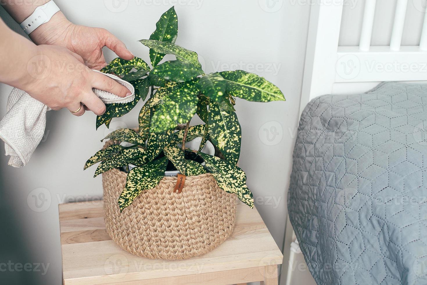 mujer limpiando hojas de plantas en maceta en casa. cuidado de plantas de interior, concepto de limpieza de primavera. foto