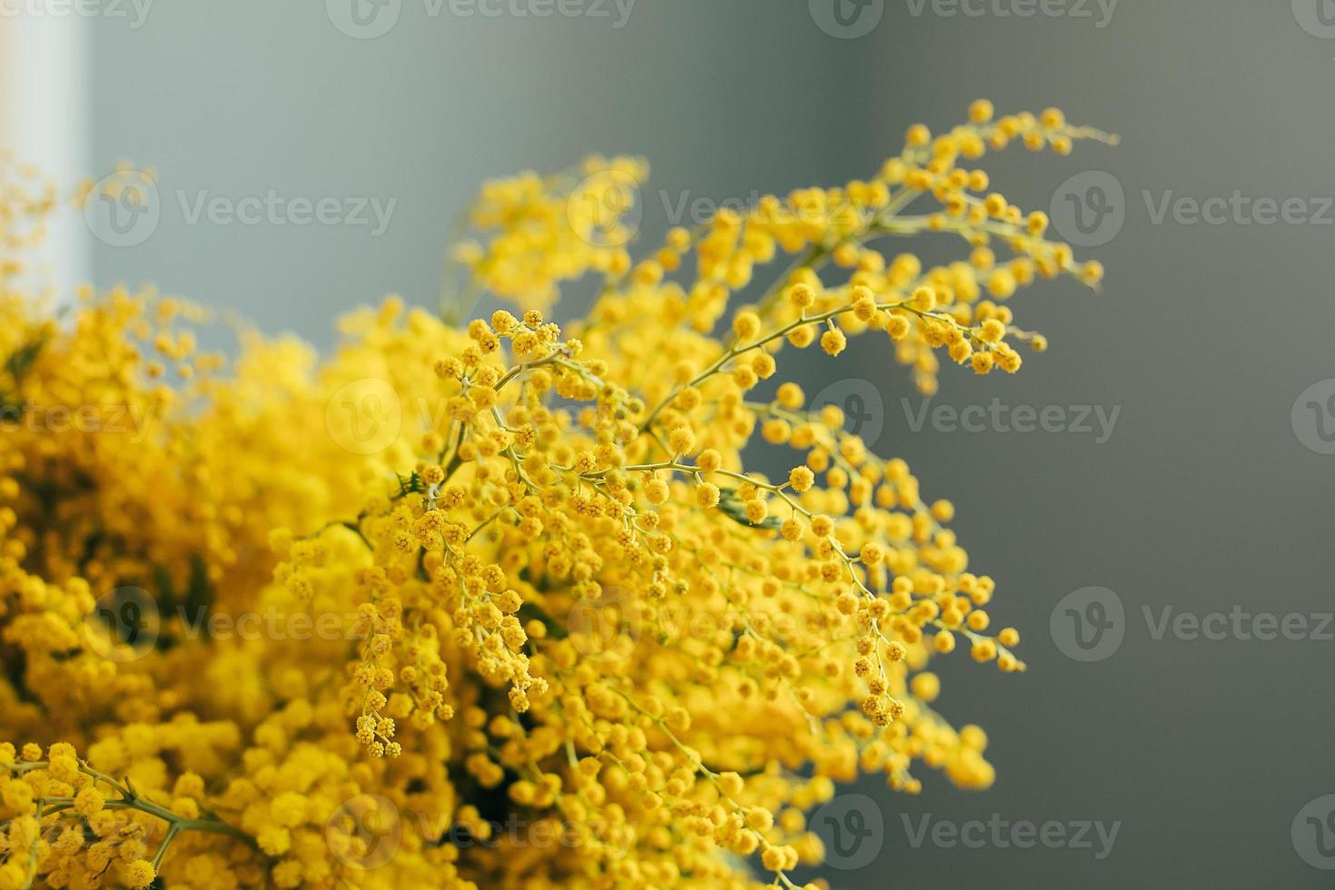 Yellow Mimosa flowers on grey wall background. Spring season concept. Selective focus. Copy space photo