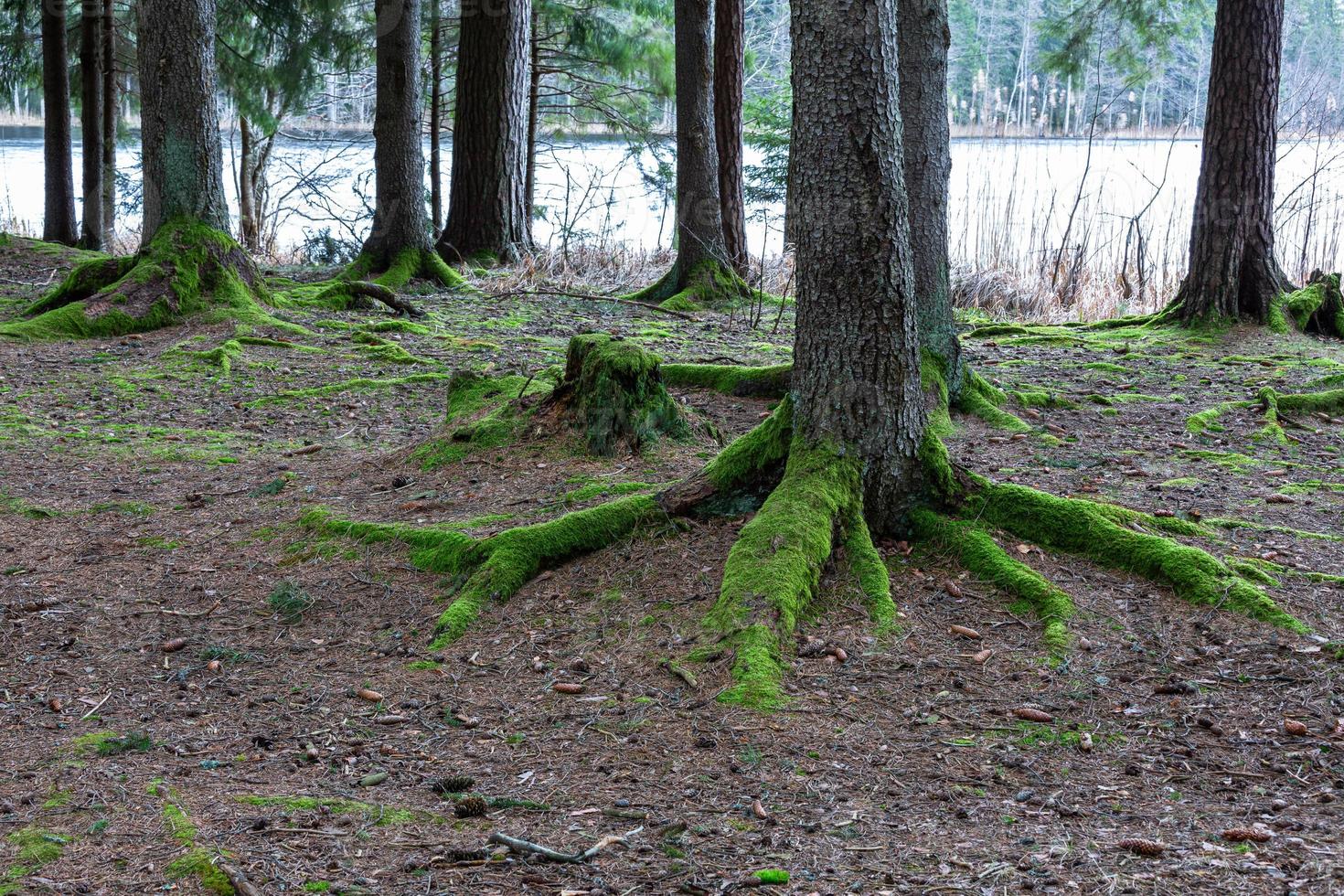 Tree Roots in the Forest photo
