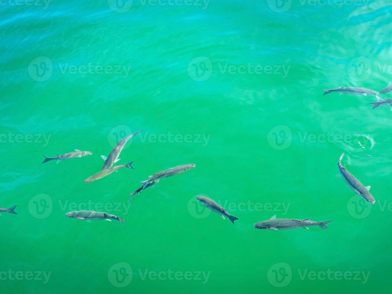 Several fishes swimming in an emerald green sea water photo