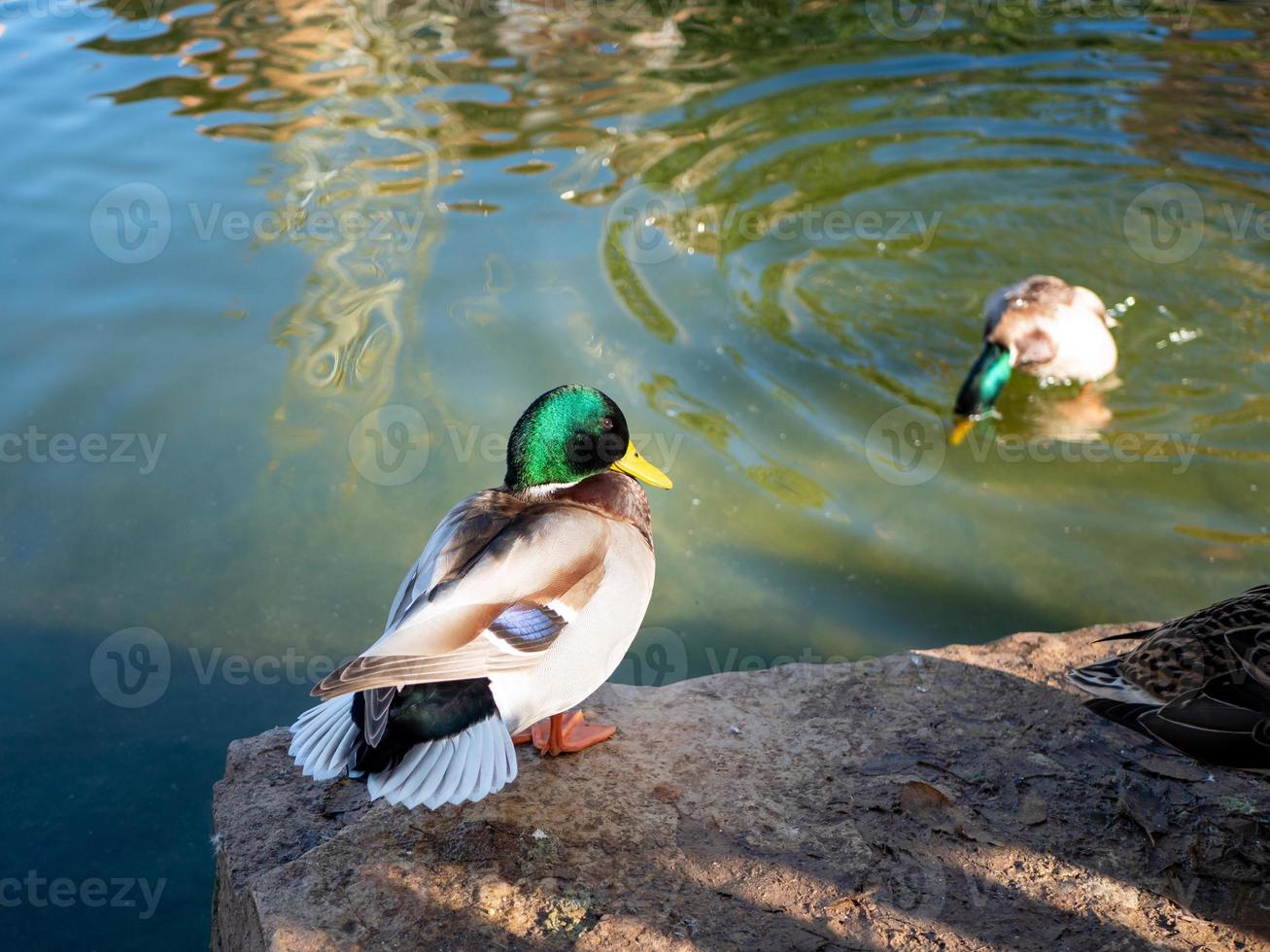 two male ducks, one of which sits on a stone in the foreground, and the second dives in a pond out of focus photo