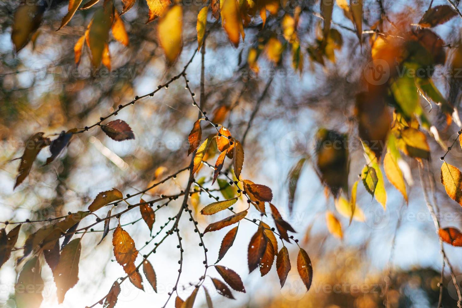 yellow dry leaves on a tree branch with blurred bokeh background photo