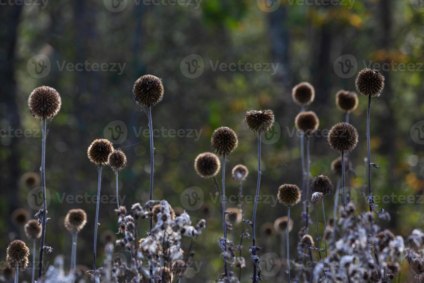 Dry Echinops On the Blured Bacground photo