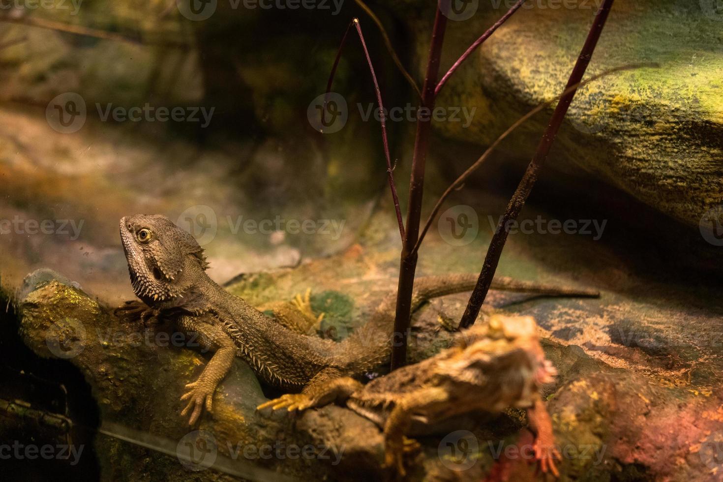 inland bearded dragon photo