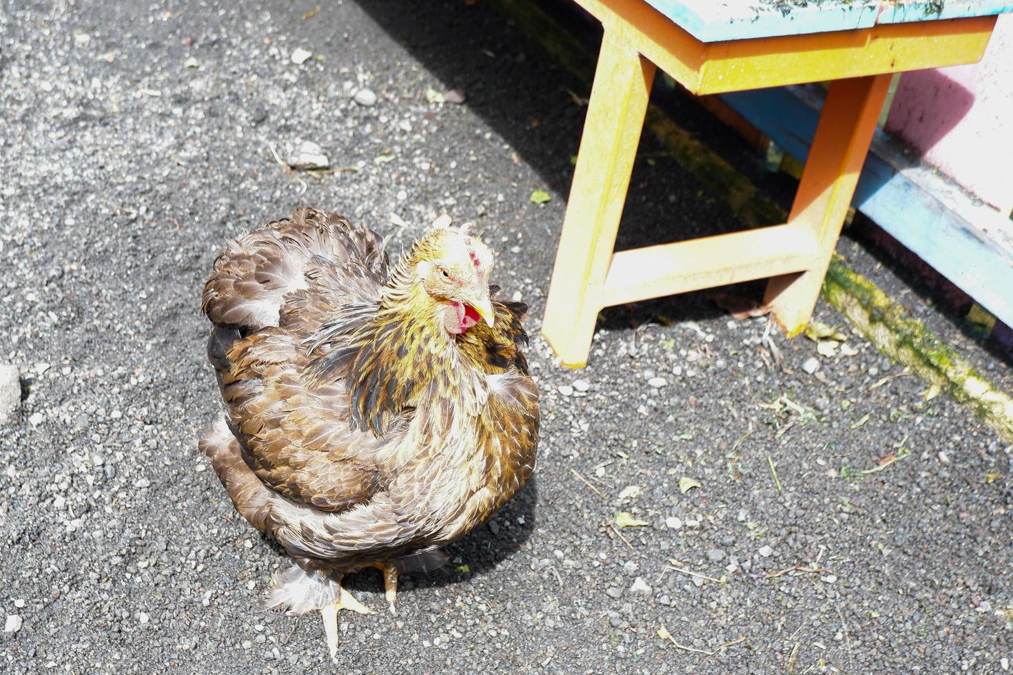 Brahmin chickens that have a large body are cleaning their feathers in their cages in the morning. photo