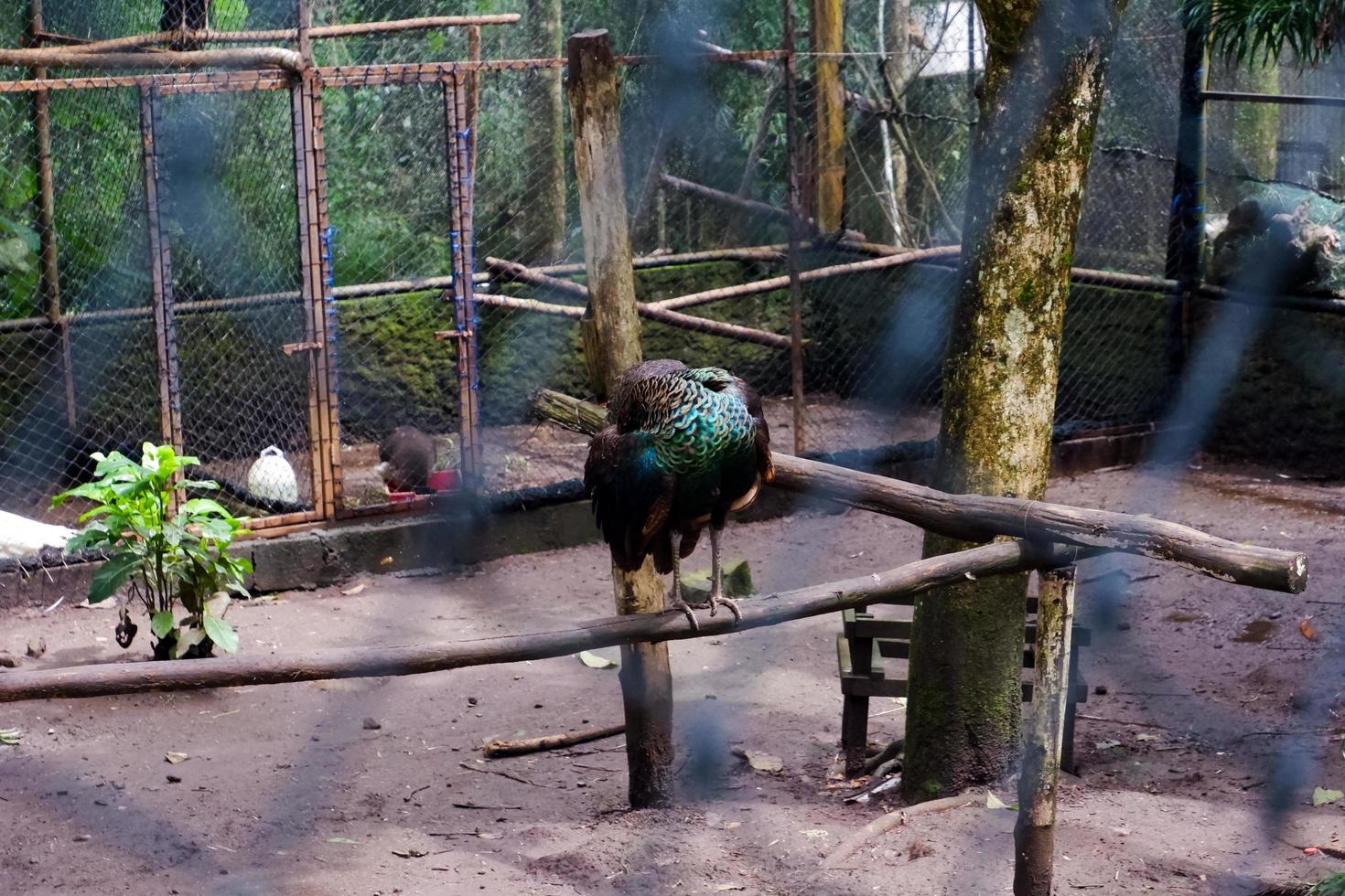 Selective focus of peacocks that are eating in their cages. photo